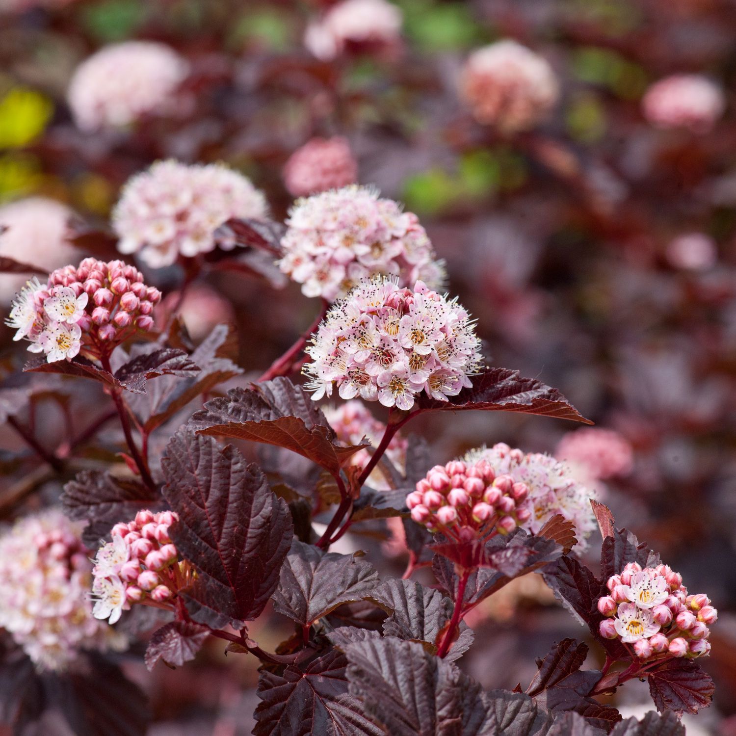 Physocarpus opulifolius 'Lady in Red'